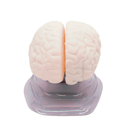 Модель «Мозг в разрезе»